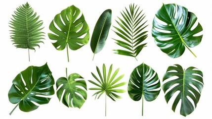 Collection of green leaves of tropical plant bush (monstera, palm, rubber plant, fern)