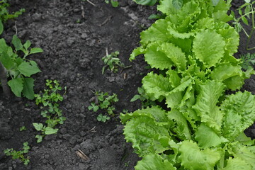 close-up texture of lettuce leaves, young lettuce leaves, organic gardening, growing vegetables