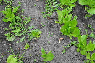 close-up texture of lettuce leaves, young lettuce leaves, organic gardening, growing vegetables