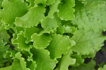 Green lettuce leaves in the background, picture of green lettuce leaves growing in a vegetable garden, organic lettuce leaves
