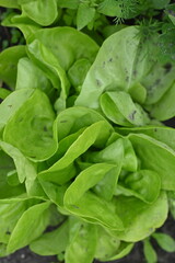 close-up texture of lettuce leaves, young lettuce leaves, organic gardening, growing vegetables