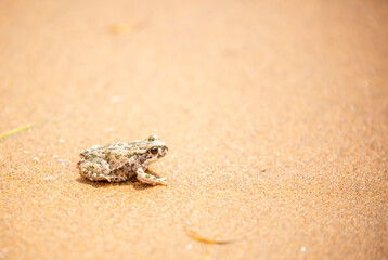 The frog sits on the sand on the shore of the lake. Beautiful wildlife landscape with place for text. The concept of protecting wildlife and ecology.