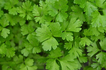 Parsley leaves as background, photo above of green coriander leaves growing in the vegetable garden, organic coriander leaves 