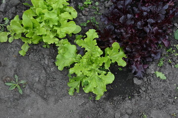 shards of broken crockery on the grey floor, broken crockery on the floor