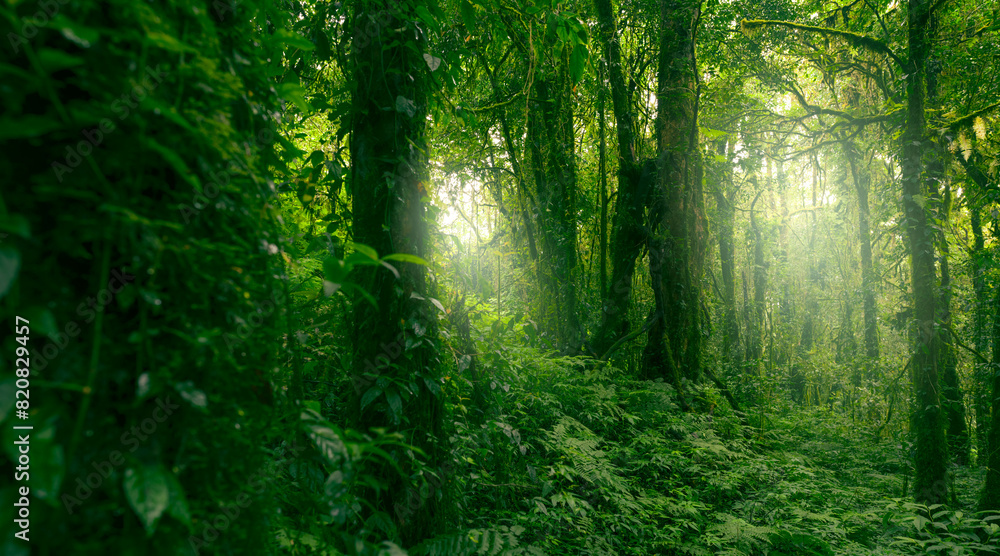 Wall mural green tree forest with sunlight through green leaves. natural carbon capture and carbon credit conce