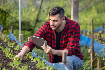 Fototapeta premium Veggie farm owner uses tablet to monitor growth and foster sustainable agriculture in a greenhouse