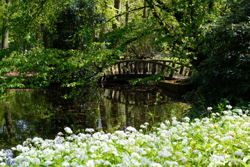 Beautiful little wooden bridge in the middle of the summer forest over the little canal. Green forest with wooden bridge and field of white flowers