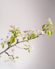 Pear branch blooming with white flowers in spring, close up, on a white background.