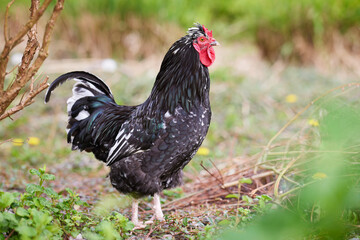 Black rooster in grass of garden
