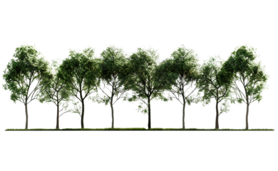 Row of Trees Isolated on Transparent Background with Transparent Layers