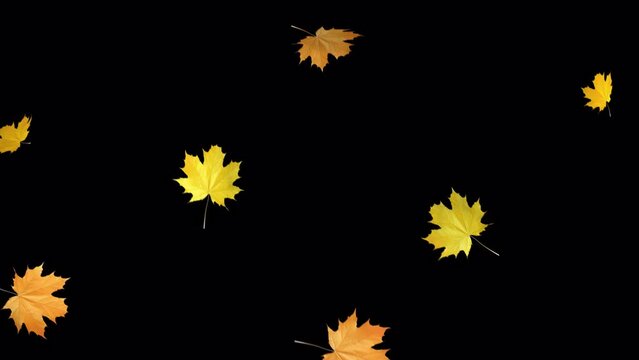 Autumn Leaves Falling. Falling yellow maple leaves on transparent background.