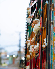 Chicken Transport In A Pick Up Truck
