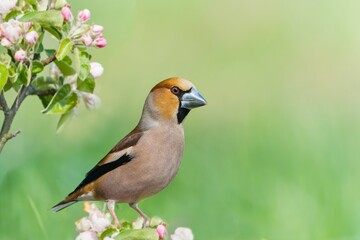 (Coccothraustes coccothraustes) Wildlife scene from nature. A male hawfinch sits on a flowering...