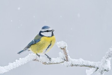 A cute blue tit sits on a twig covered with beautiful icing.  Cyanistes caeruleus. Winter scene...
