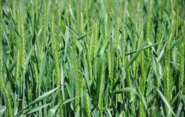 green wheat field. green ears of young wheat in the field. selective focus. field of young green wheat close-up. blur in the photo.