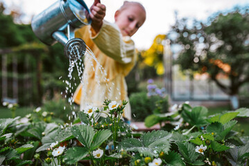 Girl watering strawberries in raised bed, holding metal watering can. Taking care of garden and planting spring flowers.