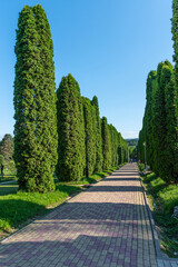 Obraz premium Cypress Alley in Kislovodsk National Park, Russia.