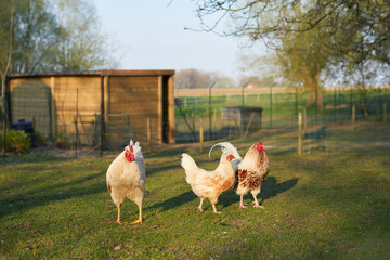 Rural scene with chicken and roosters in warm evening light in the garden