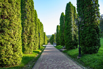 Cypress Alley in Kislovodsk National Park, Russia.