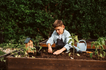 Boy taking care of small vegetable plants in raised bed with bare hands. Childhood outdoors in...