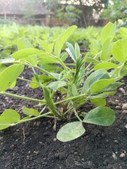 Arachis plants grow in tropical areas