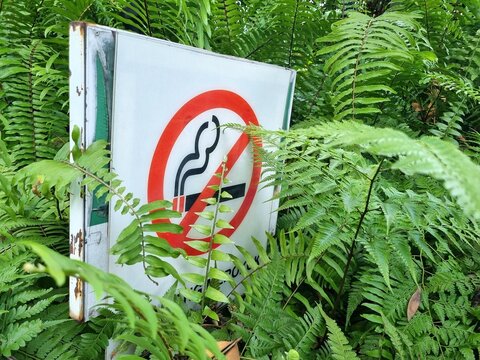 sign of the no smoking area is covered with green fern