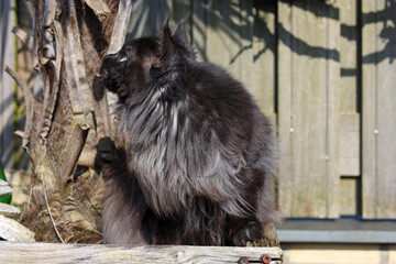 Maine Coon cat is looking at something flying.