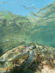 sea ​​turtle