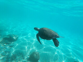 Obraz premium sea ​​turtle