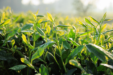 Green tea trees in spring mountains