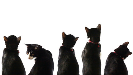 Black cat in a funny pose