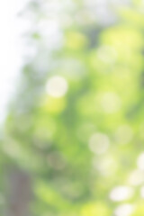 Obraz premium nature view of green leaf on blurred greenery background in garden and sunligh