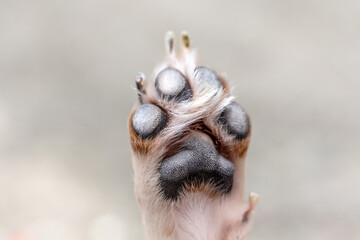 Dog's paws with long claws