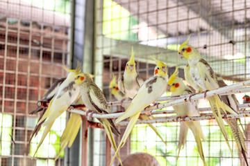 Flock of cockatiels in a cage