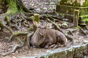 deer at nara park,tourism of japan