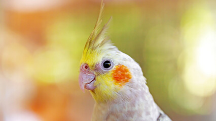 Portrait of Cockatiel close-up (Nymphicus hollandicus)