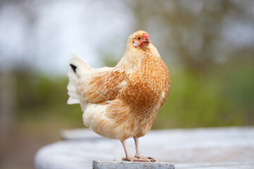 Cute lovely small white brown chicken isolated on blurred background