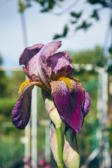 Kosaciec, irys ,Iris L. © Marcin Łazarczyk