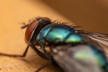 Closeup on a European metallic green tachinid fly, Gymnocheta viridis. Green fly, common...