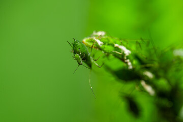 Aphid feeding on plant. Many aphids on leaf, Aphids (macrosiphum rosae) sucking on green shoots....