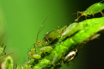 Aphid feeding on plant. Many aphids on leaf, Aphids (macrosiphum rosae) sucking on green shoots....
