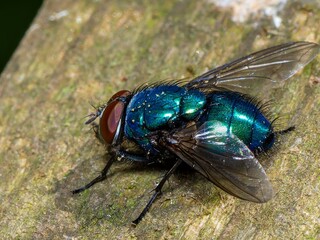 Closeup on a European metallic green tachinid fly, Gymnocheta viridis. Green fly, common...