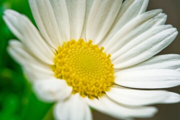 Close up of a Daisy, on a green background in summer, Macro close-up of a common daisy (bellis perennis) in the spring sunshine. Selective focus, short depth of field