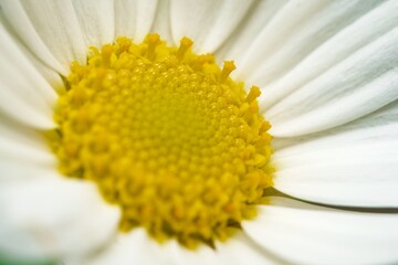 Close up of a Daisy, on a green background in summer, Macro close-up of a common daisy (bellis perennis) in the spring sunshine. Selective focus, short depth of field