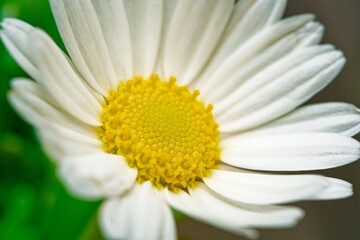 Fototapeta premium Close up of a Daisy, on a green background in summer, Macro close-up of a common daisy (bellis perennis) in the spring sunshine. Selective focus, short depth of field