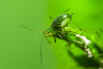 Fototapeta premium Aphid feeding on plant. Many aphids on leaf, Aphids (macrosiphum rosae) sucking on green shoots. Macro