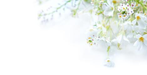 Beautiful tiny wild flowers bunch over white background, soft pastel colours, beauty invitation card design, wedding, birthday border art. Macro shot, nature, field flowers