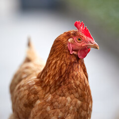 Close up head shot of brown sussex chicken
