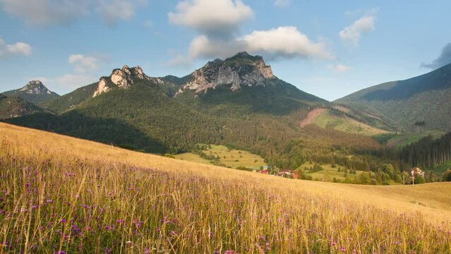 Time lapse of Slovakia - Summer meadow with wild flowers in Slovakia mountain, Terchova