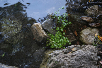 close up of a creek near the ancient city of Phaselis Turkey
